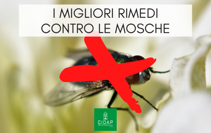 Quali sono i migliori rimedi contro le mosche