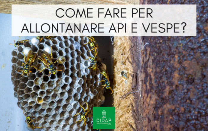 Disinfestazione api e vespe: come fare