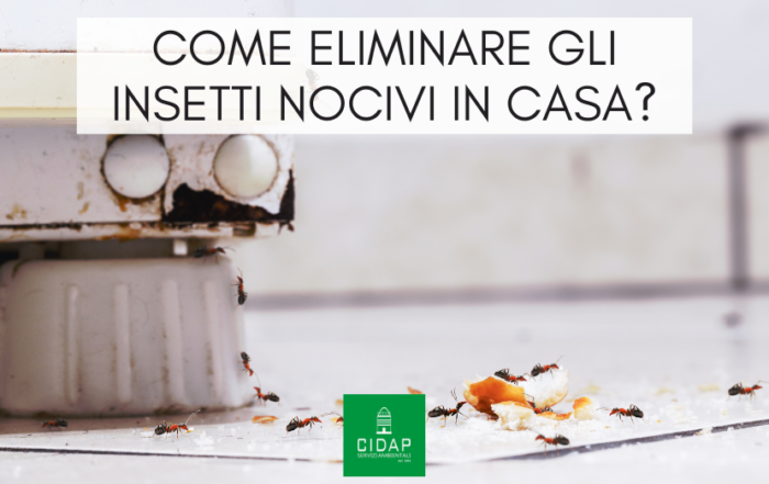 I principali tipi di insetti nocivi e come eliminarli