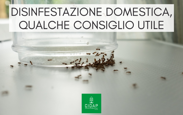 Disinfestazione domestica: consigli utili per un ambiente sano | Cidap