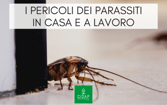 Parassiti: pericoli in ambiente domestico e lavorativo