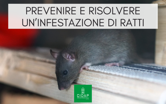 Prevenire e risolvere infestazione topi e ratti in ambienti domestici