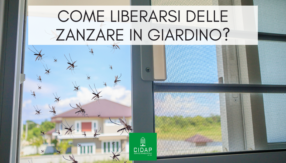 Come liberarsi delle zanzare in giardino: rimedi efficaci