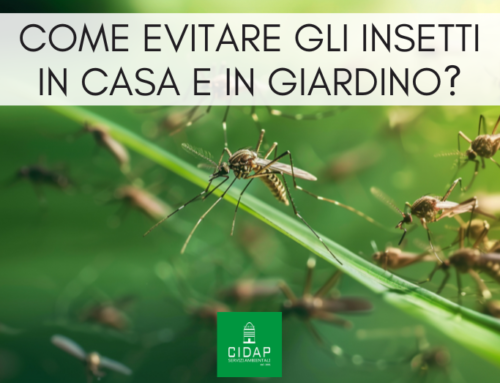 Come prevenire le infestazioni di insetti in casa e in giardino