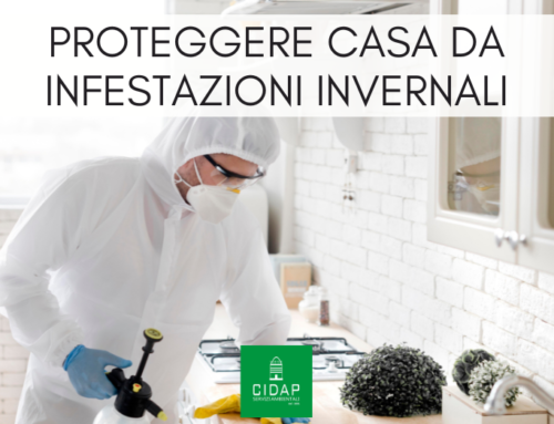 Proteggere la casa da infestazioni invernali: strategie e consigli