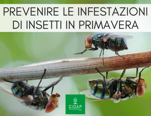 Come prevenire le infestazioni di insetti in primavera